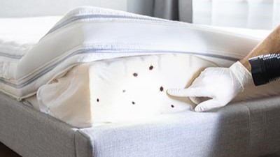 Comment gérer l'invasion des punisais dans le domaine professionnel à l'aide d'un DUERP bien rédigé